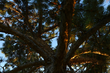 High contrast dark brown scotch fir