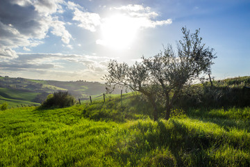 green fields and hills in Crete Senesi in Tuscany