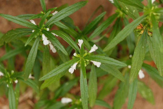 Leucas zeylanica, commonly known as Ceylon slitwort