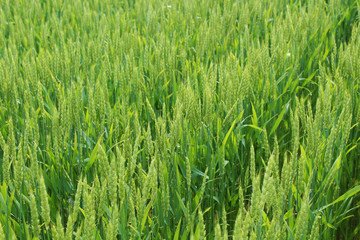 Wheat Field green