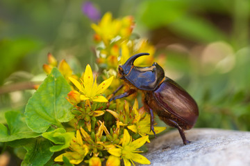 Rhinoceros beetle - Arthropoda - Rhinoceros beetles have become popular pets in parts of Asia
