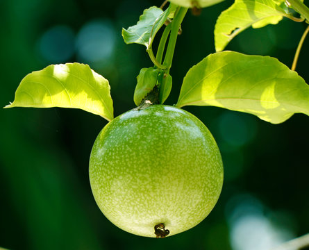 Yellow Passion Fruit On Vine