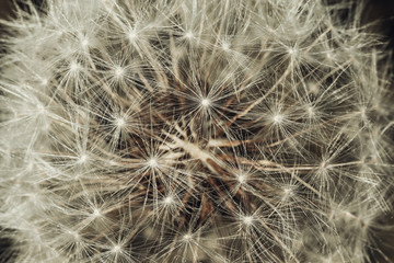 Obraz na płótnie Canvas Close up of dandelion seed