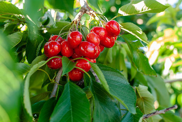Big red cherries with leaves and stalks. Good harvest of juicy ripe cherries. Cluster of ripe cherries on cherry tree. Fresh and healthy fruit. Cherry orchard.