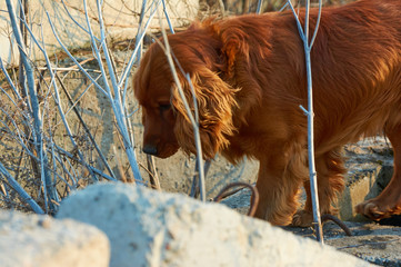 Red-haired English Cocker Spaniel walks in the countryside.