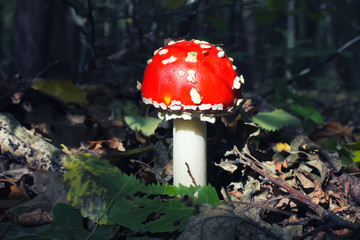 Amanita Muscaria, poisonous mushroom. Photo has been taken in the natural forest background.