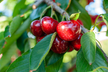 Big red cherries with leaves and stalks. Good harvest of juicy ripe cherries. Cluster of ripe cherries on cherry tree. Fresh and healthy fruit. Cherry orchard.