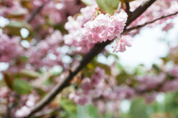 Pink cherry blossom in close up in spring