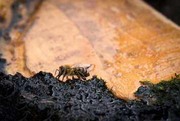 bee drinks water with wet moss