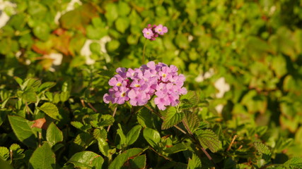 Flor morada jardin