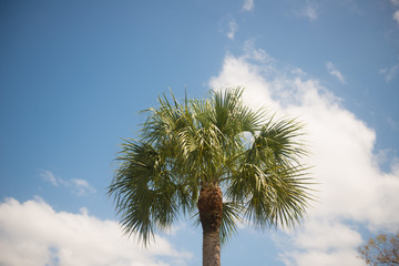 Obraz premium palm tree against blue sky