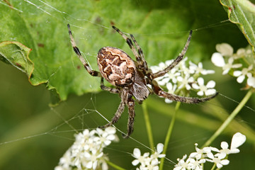 ragno tessitore (Larinoides) in attesa sulla sua tela