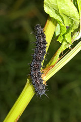 il bruco nero della vanessa Io (Inachis Io)