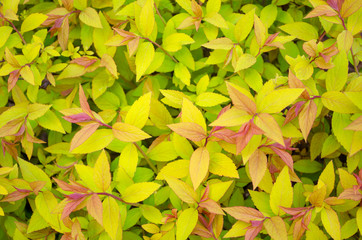 Spirea japonica `Golden Princess`, closeup on