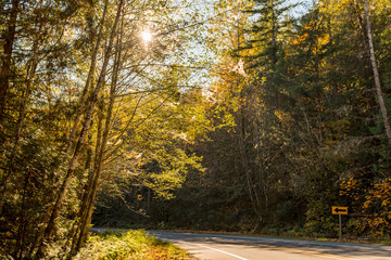 Curve of the North Cascades Highway surrounded by leafy trees