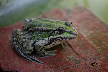 Little green frog sitting on a wooden board in the pond, macro.