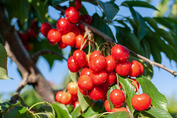 Big red cherries with leaves and stalks. Good harvest of juicy ripe cherries. Cluster of ripe cherries on cherry tree. Fresh and healthy fruit. Cherry orchard.