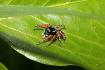 ragno salticida (Philaeus chrysops - maschio)
