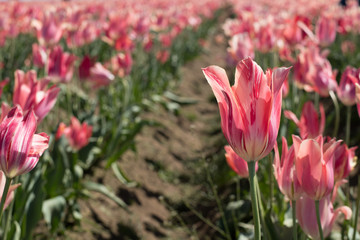 pink tulips in garden