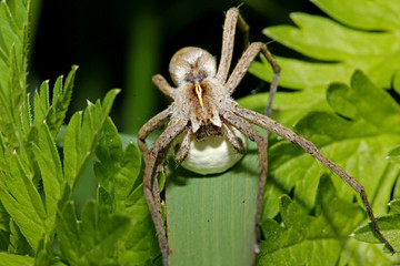 un ragno cacciatore (Pisaura mirabilis) che trasporta e protegge la sua ooteca sferica
