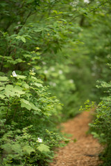 path in forest