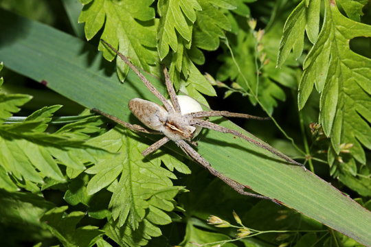 un ragno cacciatore (Pisaura mirabilis) che trasporta e protegge la sua ooteca sferica