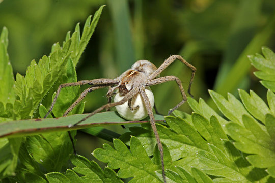 un ragno cacciatore (Pisaura mirabilis) che trasporta e protegge la sua ooteca sferica