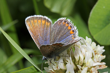 Fototapeta premium farfallina su un trifoglio (Polyommatus icarus)