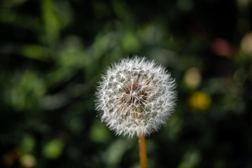 dandelion on green background