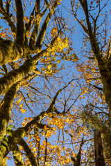 Detail of the green moss growing on the trunk of the Trees in Norh Cascades