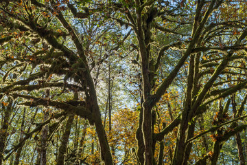 Detail of the green moss growing on the trunk of the Trees in Norh Cascades