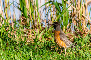 robin on grass