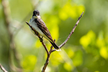 bird on a branch
