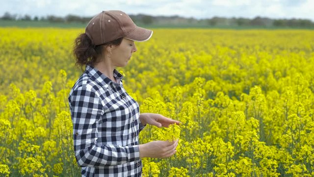 The agronomist looks at canola flowers. Woman on a blooming rapeseed field.