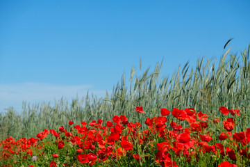 Bright red blooming poppies along the pesticide zone. Poppy and other wild flowers margins around arable fields can  deadly pesticides into the bees, wild pollinators and other insects. Save the bees.