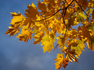 Yellow leaves against the blue sky in autumn.