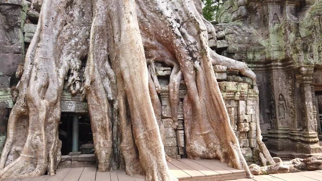 One of the most famous temples of Angkor, TA Prohm is known for its huge trees and roots growing from its walls.
