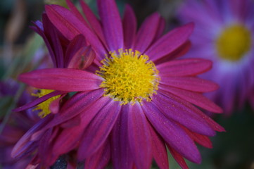 Obraz premium Purple flower with purple and yellow color