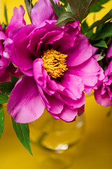 Big magenta peony in glass vase on yellow background, close up