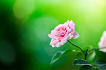 Closeup of beautiful pink rose flowers blooming and green leaf with sunlight in the garden.nature view of flower with natural background.Fresh flower.