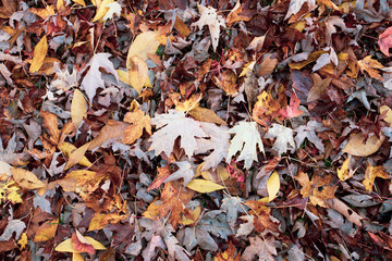 Fall and autumns leaves
