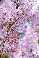 Fototapeta premium Branches of a beautiful, fragrant blooming common lilac (Syringa vulgaris).