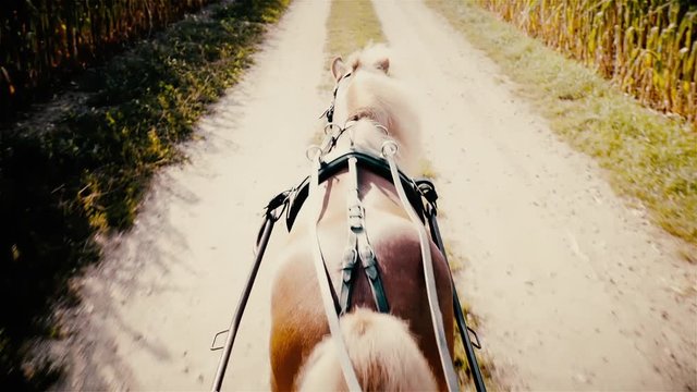 Pony horse harnessed for carriage driving