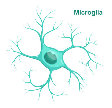 Vector Illustration of microglia.  Neuroglia (glial cell)