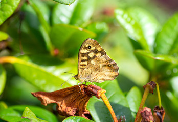 Garden Butterfly in the United Kingdom