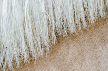 texture of the skin of a beige horse with a mane close up