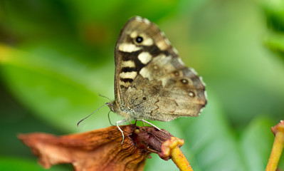 Garden Butterfly