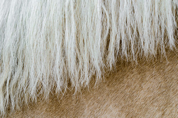 texture of the skin of a beige horse with a mane close up