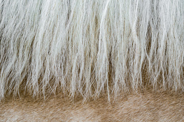 texture of the skin of a beige horse with a mane close up