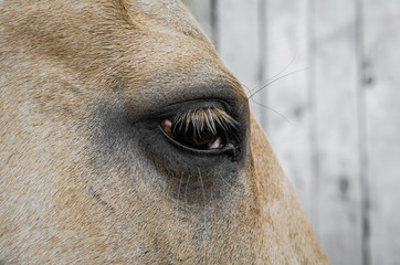 eye of a beige horse close up